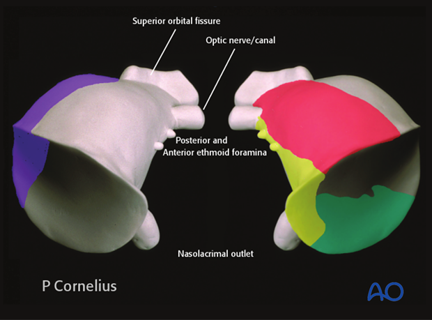 periorbital dissection introduction