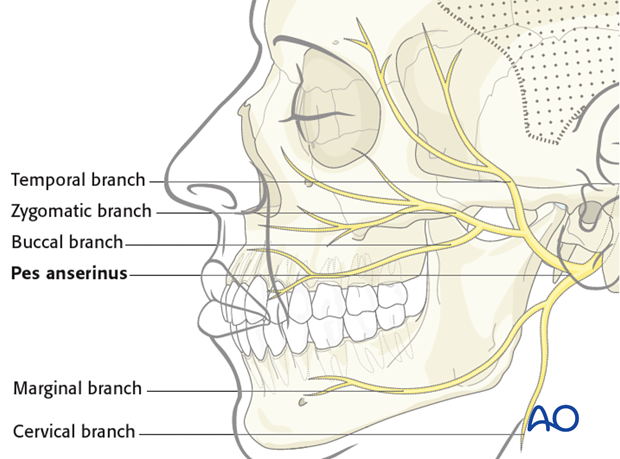 anatomy of the facial nerve