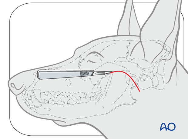 Dog lateral approach to the TMJ|alt