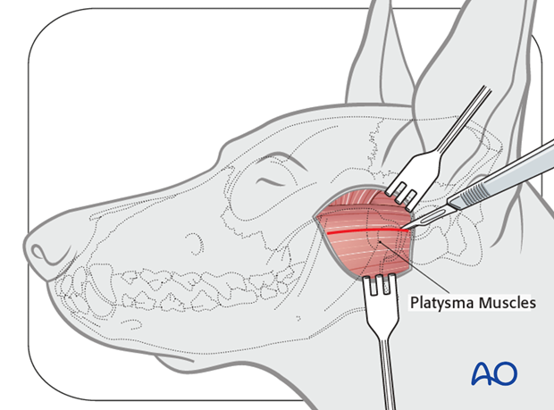 Dog lateral approach to the TMJ platysma muscle|alt