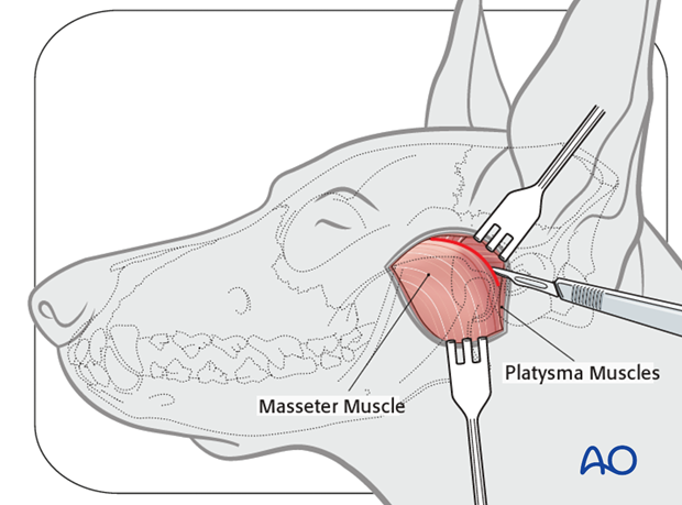 Dog lateral approach to the TMJ masseter muscle|alt