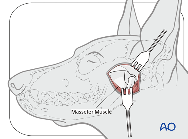 Dog lateral approach to the TMJ exposure|alt