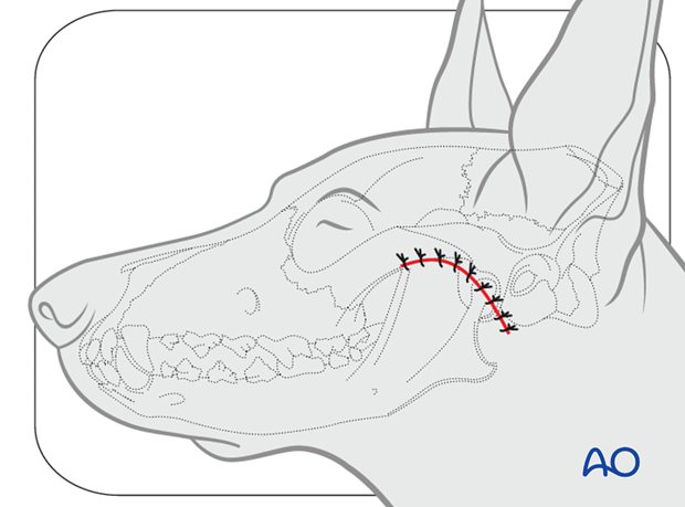 Dog lateral approach to the TMJ closure|alt