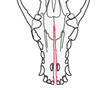 Palatal