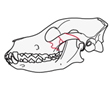 Zygomatic arch