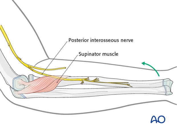 anatomy of the forearm shaft