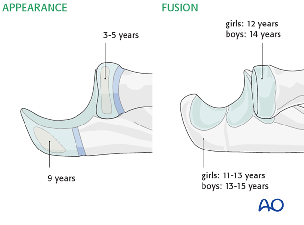 forearm surface anatomy