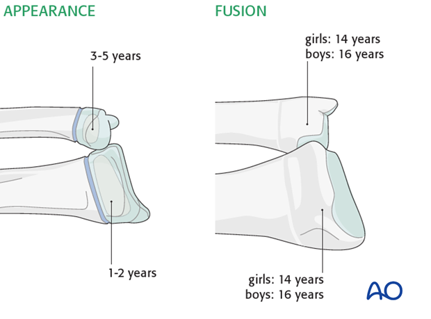 forearm surface anatomy