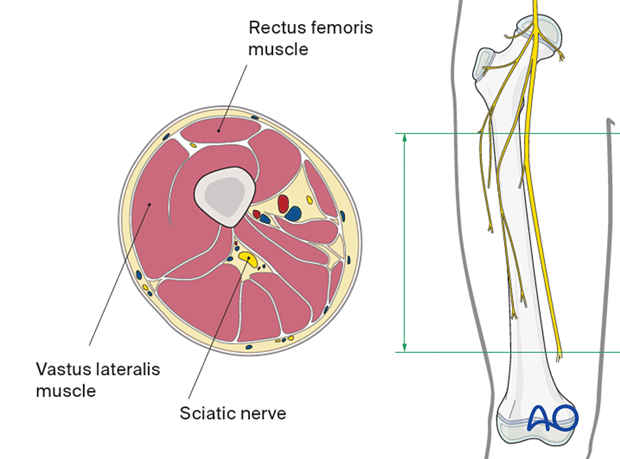 Midshaft cross-section of the thigh