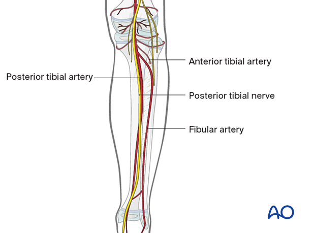 Popliteal artery