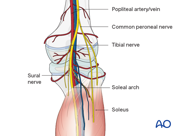 Neurovascular structures in the popliteal fossa