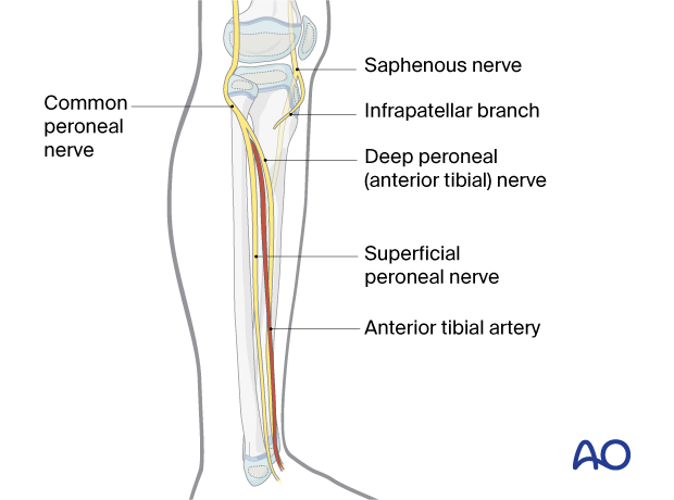 Neural structures of the lower leg