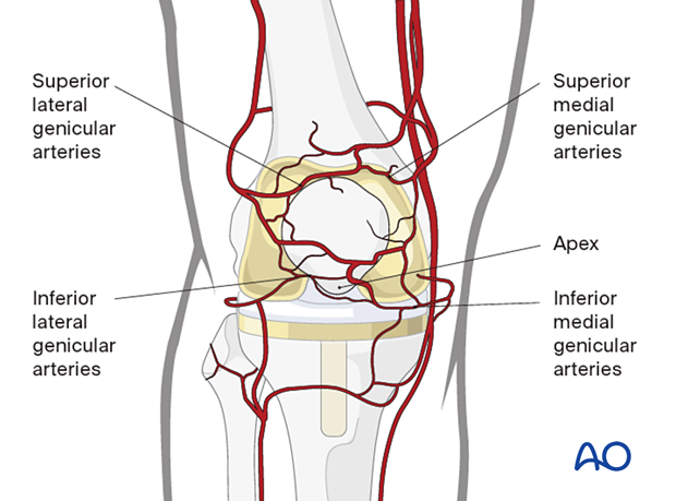 The anterior surface is surrounded by an extraosseous arterial ring